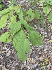 Carpinus cordata
