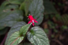Centropogon costaricae