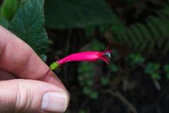 Centropogon costaricae