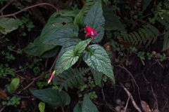 Centropogon costaricae