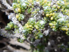 Pharnaceum microphyllum