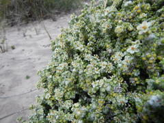 Pharnaceum microphyllum