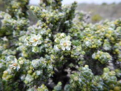 Pharnaceum microphyllum