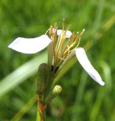 Moraea brevistyla