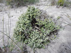 Pharnaceum microphyllum