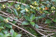 Vaccinium poasanum