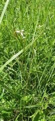 Moraea brevistyla