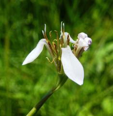 Moraea brevistyla