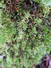 Hymenophyllum cupressiforme