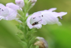 Lasioglossum zephyrus