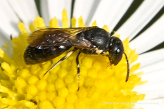 Hylaeus mesillae cressoni
