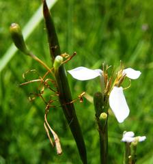Moraea brevistyla