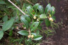 Vaccinium poasanum