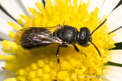 Hylaeus mesillae cressoni