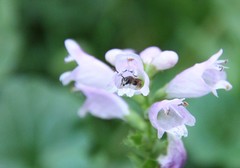 Lasioglossum zephyrus