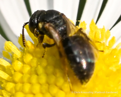 Hylaeus mesillae cressoni