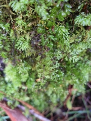 Hymenophyllum cupressiforme