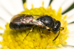 Hylaeus mesillae cressoni