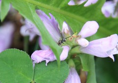 Lasioglossum zephyrus