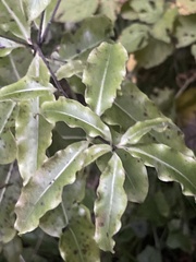 Pittosporum eugenioides