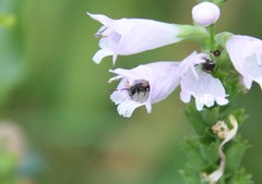 Lasioglossum zephyrus