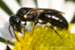 Hylaeus mesillae cressoni