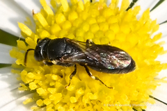 Hylaeus mesillae cressoni