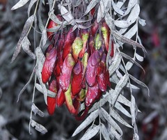 Schinopsis lorentzii