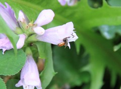 Lasioglossum zephyrus