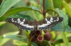 Euthalia adonia