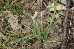 Brachyscome diversifolia
