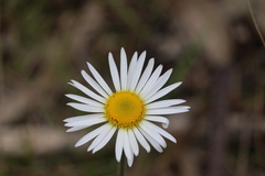 Brachyscome diversifolia