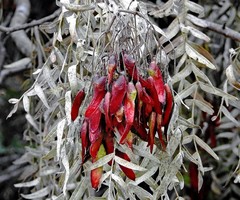 Schinopsis lorentzii