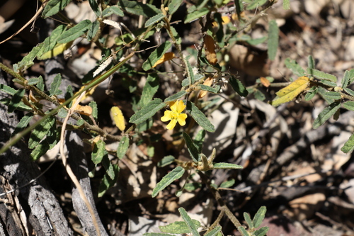 Image of Sida trichopoda by (c) Greg Tasney, some rights reserved (CC BY-SA)