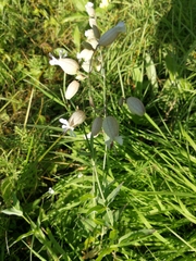 Silene vulgaris