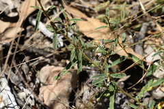 Sida trichopoda
