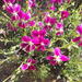 Pelargonium sericifolium - Photo 由 James Deacon 所上傳的 (c) James Deacon，保留部份權利CC BY-NC