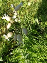 Silene vulgaris