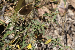 Sida trichopoda