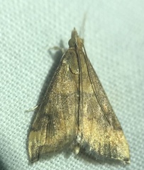 Pyrausta rubricalis