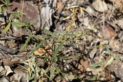 Sida trichopoda