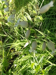Silene vulgaris