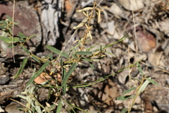Sida trichopoda