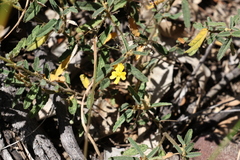Sida trichopoda
