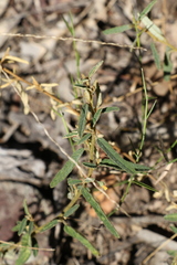 Sida trichopoda