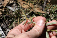 Sida trichopoda