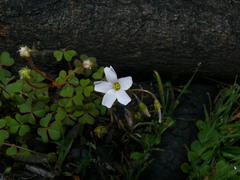 Oxalis dentata