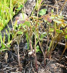 Oxalis dentata