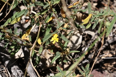 Sida trichopoda