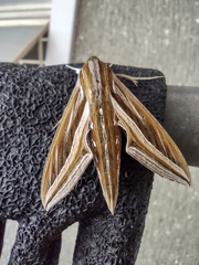 Hippotion celerio